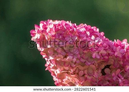 Romantic, soft and beautiful pattern pink hydrangea flowers background. Pink hydrangea flower in the garden.