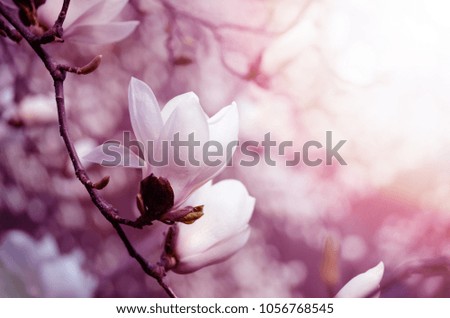 Similar – Image, Stock Photo Magnolia flowers with purple blossom on white