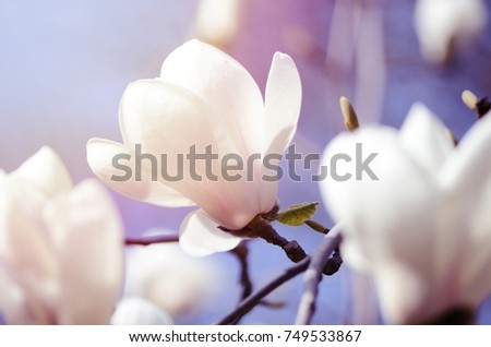 Similar – Image, Stock Photo Magnolia flowers with purple blossom on white