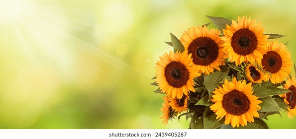 Romantic sunflower field with sunbeams and large sunflower bouquet, panoramic format. - Powered by Shutterstock