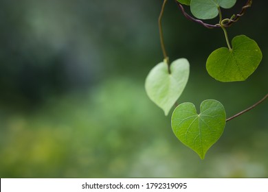 Romantic Tree Shape With Heart Shaped Leaves, Green Leaf Heart Shape.