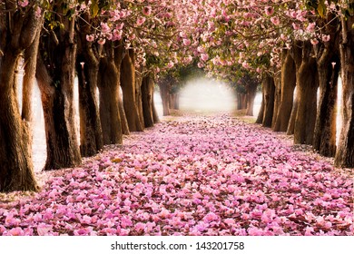The romantic tunnel of pink flower trees - Powered by Shutterstock