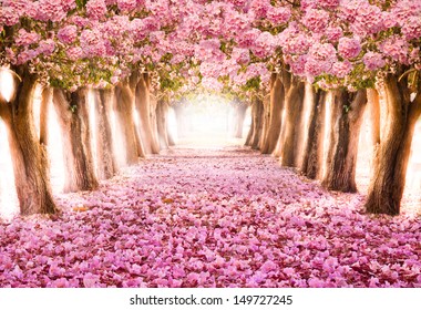 The romantic tunnel of pink flower trees - Powered by Shutterstock