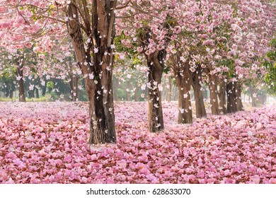 The romantic tunnel of pink flower trees with falling petals covering the ground.