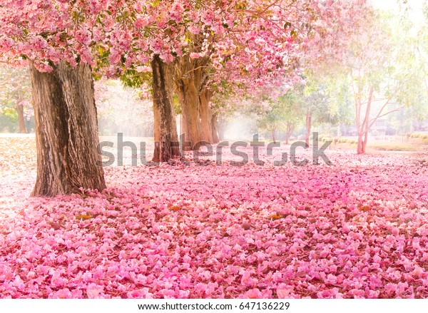 ピンクの花の木のロマンチックなトンネル の写真素材 今すぐ編集