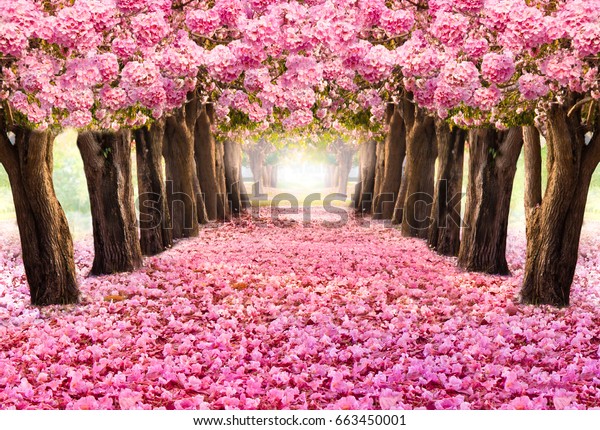ピンクの花の木のロマンチックなトンネル の写真素材 今すぐ編集