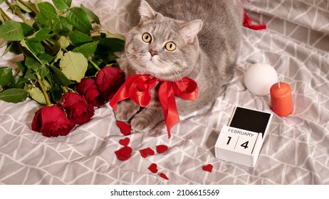 Romantic Valentine's Day With A Pet, A British Scottish Straight Gray Cat, In Bed With Red Roses And Candles. Romance Of A Single Woman On February 14