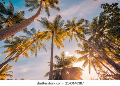 Romantic vibes of tropical palm tree with sun light on sky background. Outdoor sunset exotic foliage, closeup nature landscape. Coconut palm trees and shining sun over bright sky. Summer spring nature