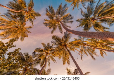 Romantic vibes of tropical palm tree with sun light on sky background. Outdoor sunset exotic foliage, closeup nature landscape. Coconut palm trees and shining sun over bright sky. Summer spring nature