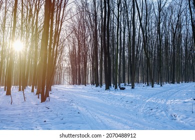 Romantic Winter Forest Sundawn And Sun Flare, Narrow Countryside Dirt Road Crossroads With Snow, Tire Tracks, Long Shadows Of Bare Trees, Popular Skiing And Hiking Route