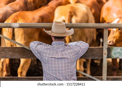 Roma,QLD/Australia- 09/26/2019: Farmer looking at cattle in Auction Saleyard