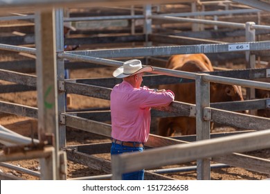 Roma,QLD/Australia- 09/26/2019: Man looking at cattle in Auction Sale Yard