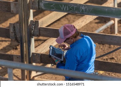 Roma,QLD/Australia - 9/28/2019: Female Stock Worker Using Technology In Cattle Auction.