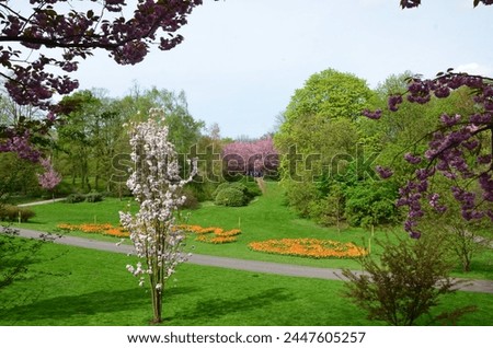 Rombergpark, Dortmund, 08.04.2024 , Deutschland. Bilder rund um die bekannte Kirschblütenallee und der Umgebung. Alle Bilder original und unbearbeitet !