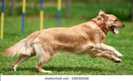 ROME, ITALY - April 28, 2019: Dog Portrait - A Golden Retriever Running In An Agility Field/course