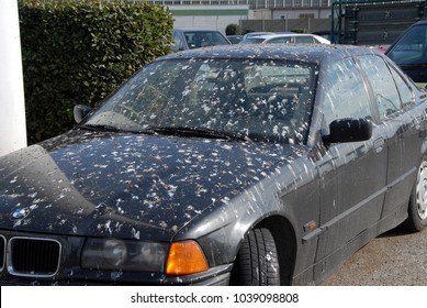 Rome / Italy - February 25, 2007: Bird droppings on car at the airport fiumicino, Rome, Italy - unlucky parking under a street lamp - Nature strikes back