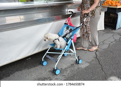 Rome, Italy, June 2016: A Dog In A Baby Carriage 