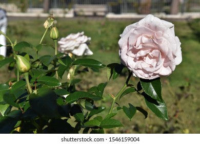 Rome,October 27,2019 The Municipal Rose Garden,the Last Flowering Of The Year. The Name Of The Rose Is Fanny Ardant