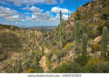 Romero trail in Santa Catalina Mountains, near Tucson, Arizona