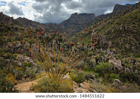 Romero trail in Santa Catalina Mountains near Tucson Arizona.