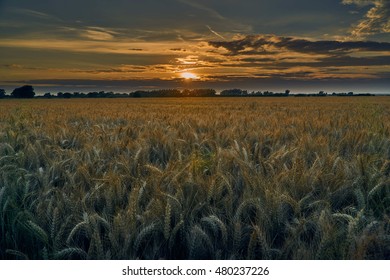 Romney Marsh At Sunset