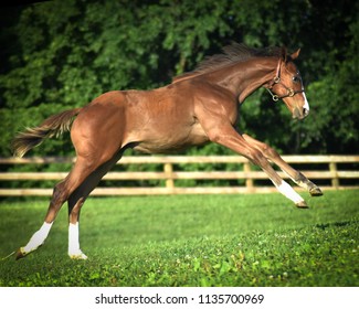 Romping Thoroughbred Foal