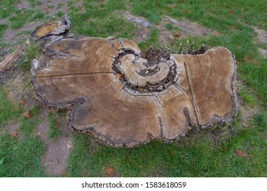 Ronchamp, France - 10 11 2019: Wood Stump