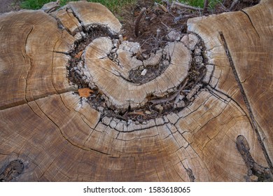 Ronchamp, France - 10 11 2019: Wood Stump