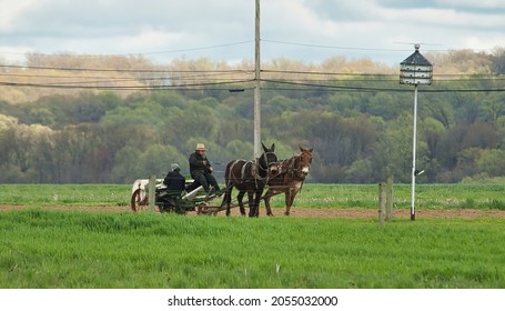 Ronks, Pennsylvania, April 2021 - View of an Amish Family Planting Tobacco Seedlings on a Cold Spring Day