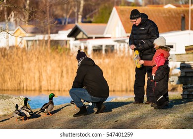 Ronneby, Sweden - January 2, 2017: Documentary Of Everyday Life. Family Feeding Mallards Close To The Sea Visible In Background.