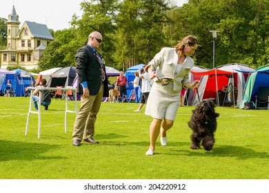 RONNEBY, SWEDEN - JULY 05, 2014: Blekinge Kennelklubb International Dog Show. Portuguese Water Dog With Handler And Judge In Ring.