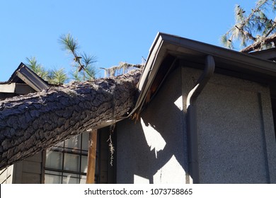 Roof damage from tree that fell over during hurricane storm 