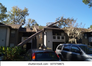 Roof Damage From Tree That Fell Over During Hurricane Storm 