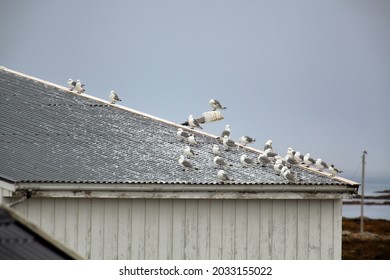 Roof Filled With Birds On Røst In Lofoten Norway. Norwegian Culture.