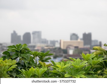 Roof Garden