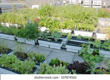 Roof Garden On Urban Building