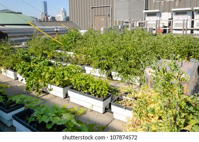 Roof Garden On Urban Building