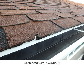 Roof Hail Damaged Shingles Inspection