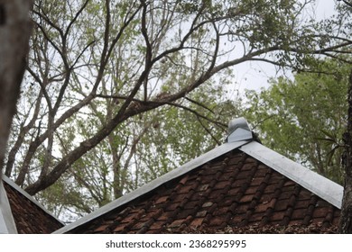 the roof of a house with dark brown tiles against a backdrop of shady trees on a sunny morning