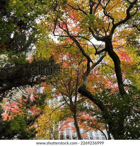 Similar – Image, Stock Photo Autumn is here Environment