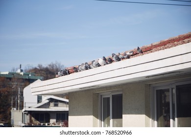 Roof Pigeon Blue Sky House Stock Photo 768520966 | Shutterstock