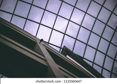 Roof In Trinity Leeds