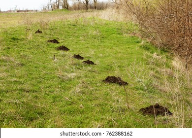 Roof Tunnels On Ground Traces Mole Stock Photo 762388162 Shutterstock   Roof Tunnels On Ground Traces 260nw 762388162 