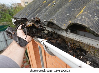 Roofer Cleaning Rain Gutter From Leaves In Spring. Roof Gutter Cleaning Tips. Clean Your Gutters Before They Clean Out Your Wallet. Gutter Cleaning.