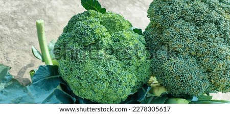 Rooftop broccoli hundred percent fresh and organic.