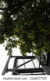 Rooftop Garden In The Pathum Wan Area In Bangkok, Thailand, Asia 