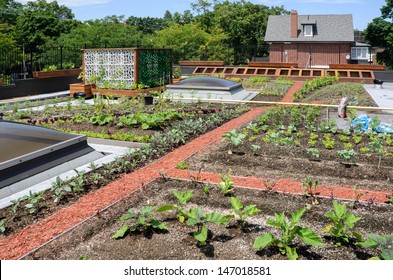 Rooftop garden in urban setting