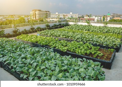 Rooftop garden, Rooftop vegetable garden, Growing vegetables on the rooftop of the building, Agriculture in urban on the rooftop of the building - Shutterstock ID 1010959666