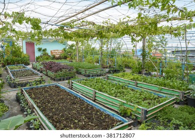 Greenhouse rooftop garden Greenhouse rooftop garden