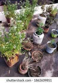 Rooftop Garden, Vegetables Garden, Flowers And Vegetables Farming On Pots. Chilly Plant.